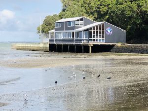 Waitā with the other oystercatchers. 