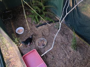 Waitā in his aviary. 