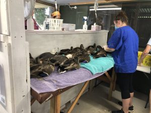 A member of BirdCare Aotearoa's team administers fluids to ducks with botulism