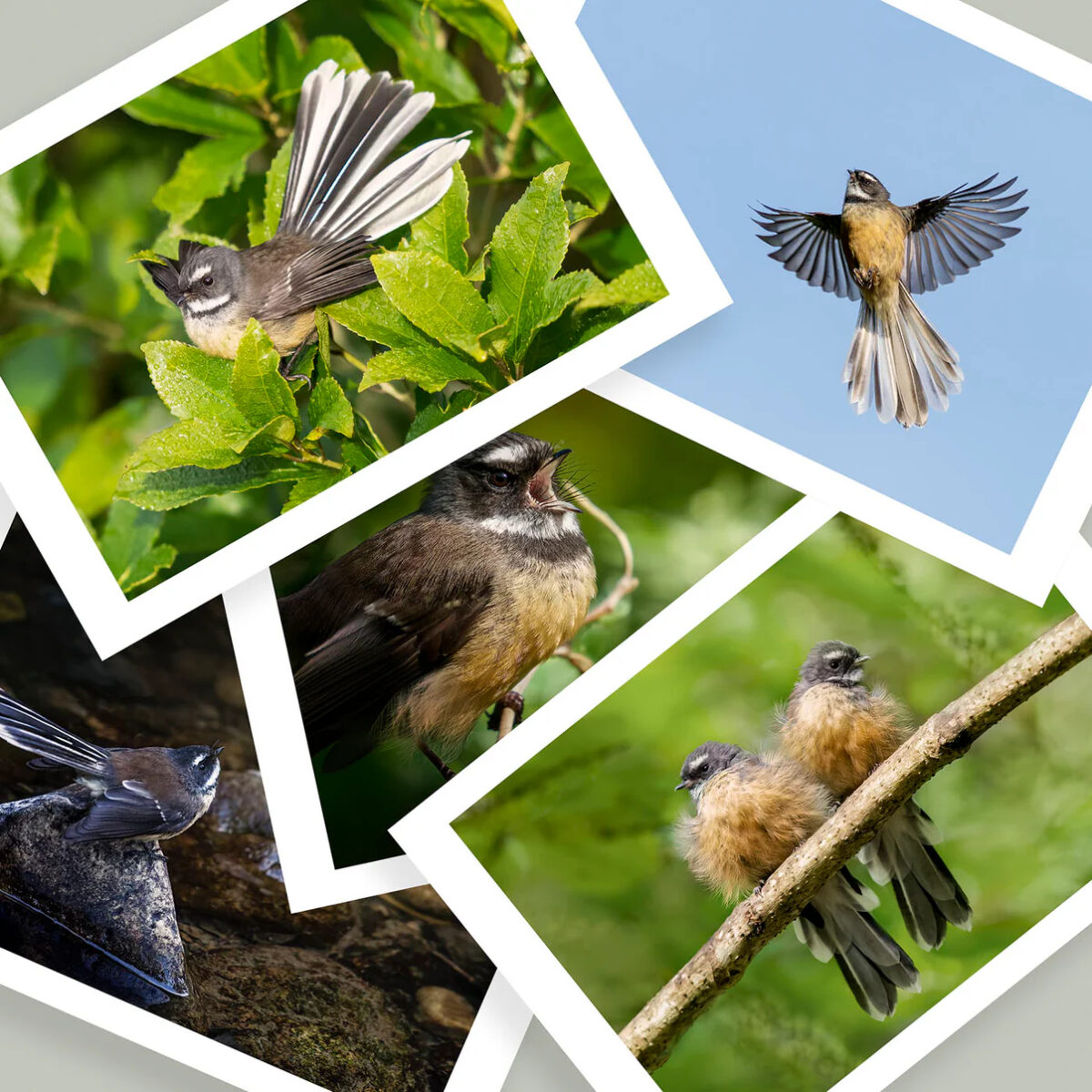 Judi Lapsley Miller gift pack - Pīwakawaka A5 print bundle