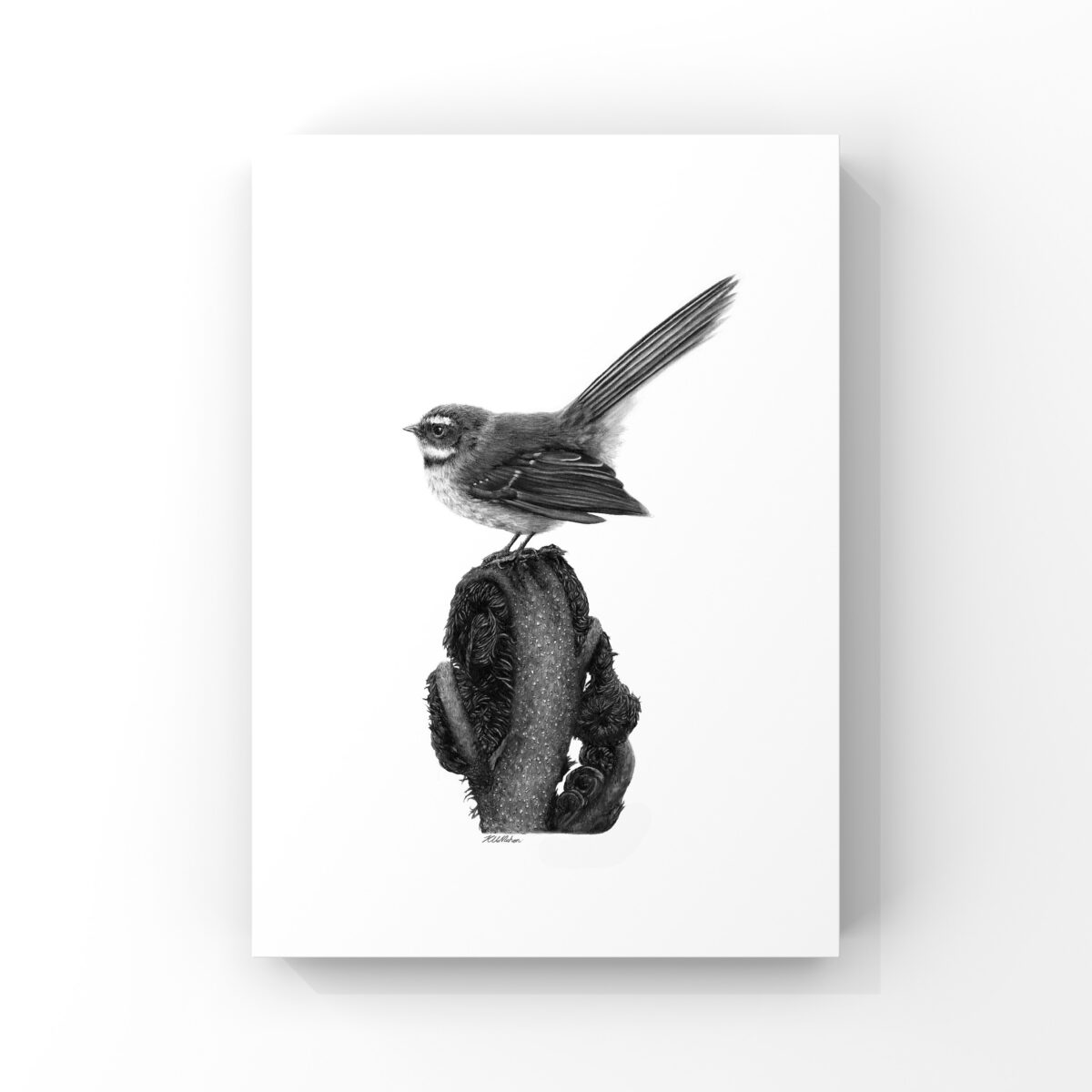 'Poised Piwakawaka' (Fantail) A4 Print